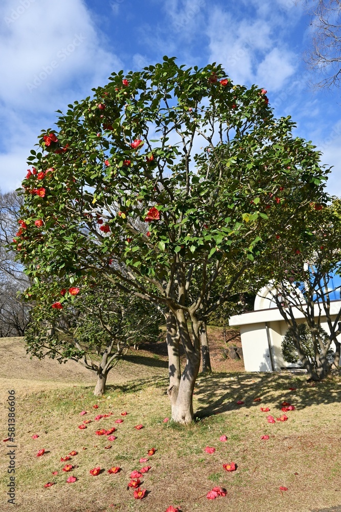 Fototapeta premium Red camellia flowers. Five-petaled flowers bloom from February to April, and dark brown seeds come out from ripe fruits from September to November.