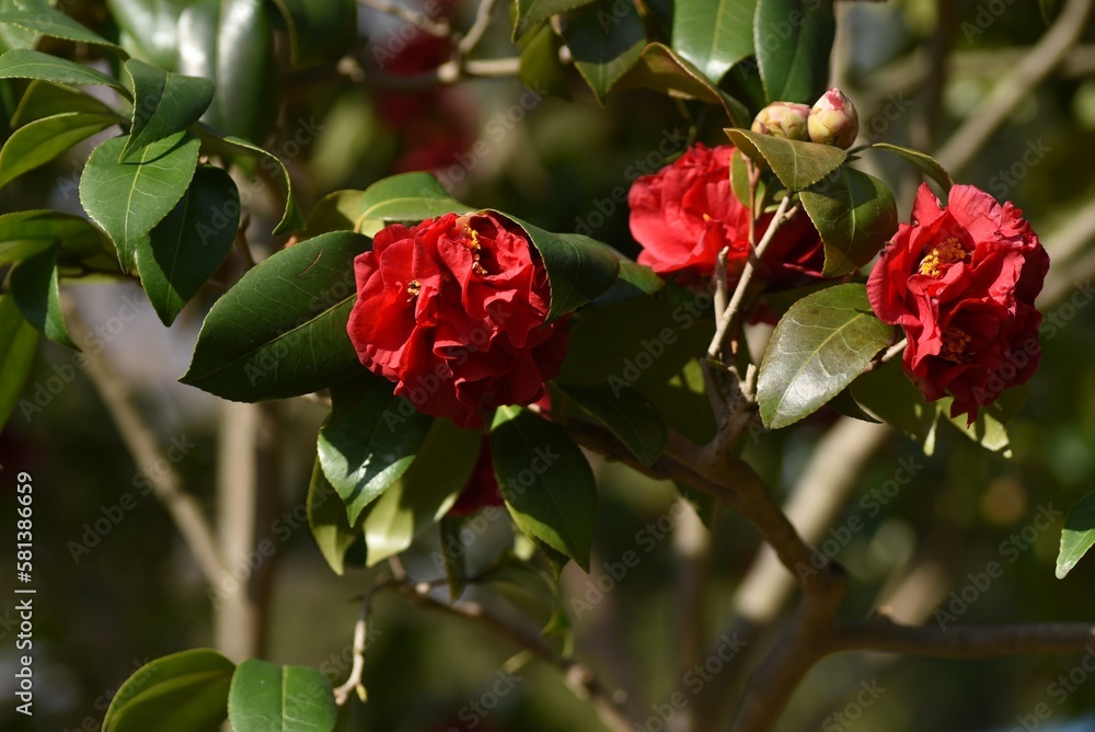 Red camellia flowers. Five-petaled flowers bloom from February to April, and dark brown seeds come out from ripe fruits from September to November. Red camellia flowers. Five-petaled flowers bloom from February to April, and dark brown seeds come out from ripe fruits from September to November.