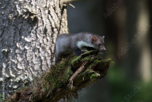Stone marten, Martes foina, with clear green background. Beech marten, detail portrait of forest animal. Small predator sitting on the beautiful green moss stone in the forest. Wildlife scene, France © vaclav