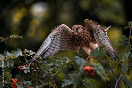 Fotografie Common kestrel sitting on the branch of rowanberries