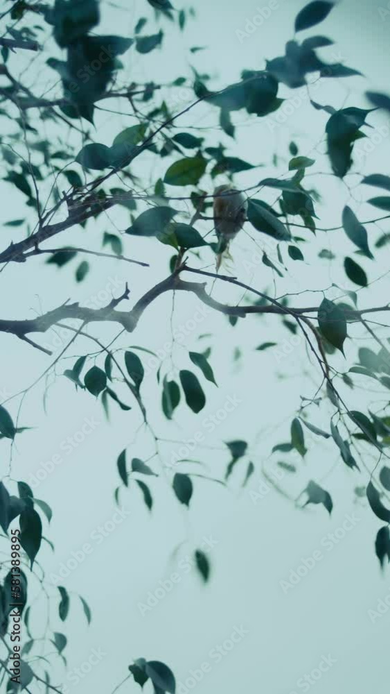 Vertical shot of tree with bird in storm wind Vertical shot of tree with bird in storm wind