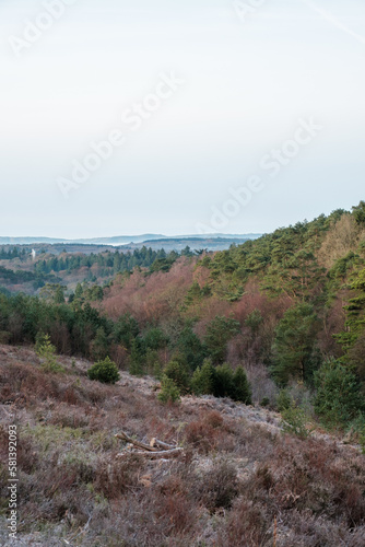 Frosty morning walk at Hindhead Common, Hindhead, Surrey