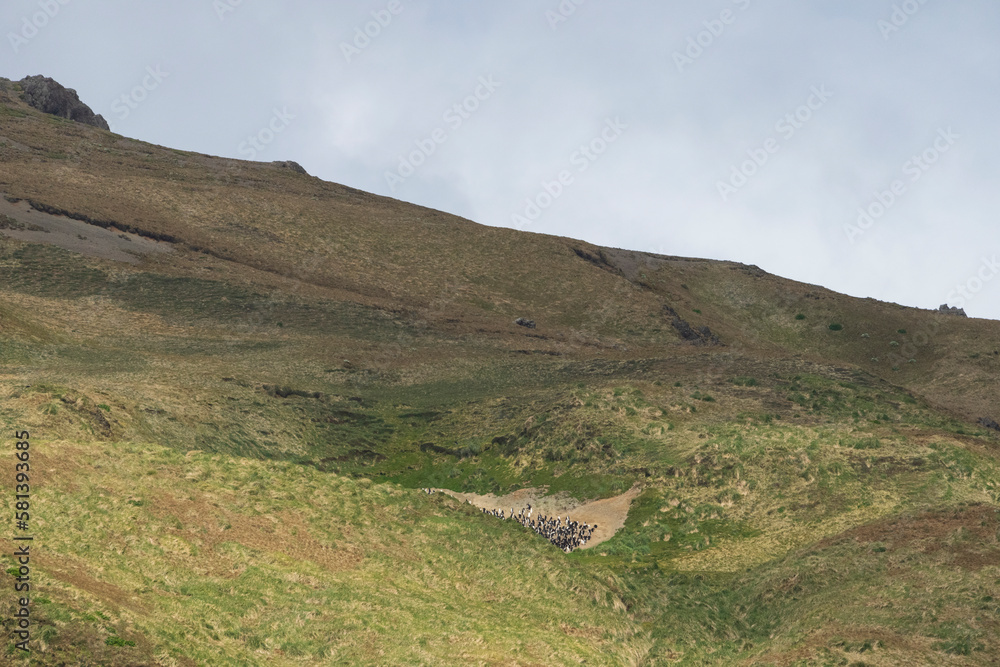view from the hills of Macquarie Island, Ausralia. view from the hills of Macquarie Island, Ausralia.