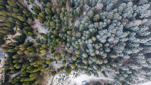 Wallpaper Mural drone view of forest from above with half of trees covered in snow Torontodigital.ca