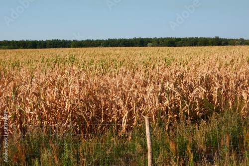 Vertockneter Mais (Zea mays) in Brandenburg photo