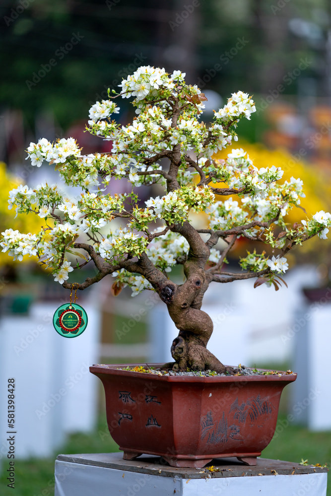 Yellow and white apricot flower at Tao Dan Spring Flower Festival in Ho Chi Minh city, Vietnam Yellow and white apricot flower at Tao Dan Spring Flower Festival in Ho Chi Minh city, Vietnam