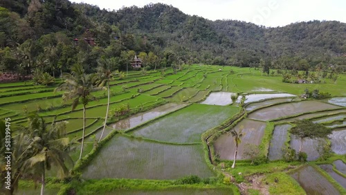 Flying above paddy fields flooded with water. Rice plantation near Balinese village in Kecamatan Selat photo