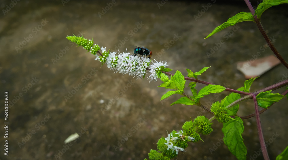 ladybug on a green leaf, housefly sitting on mint plants flower, nature photography, natural gardening background, floral wallpaper ladybug on a green leaf, housefly sitting on mint plants flower, nature photography, natural gardening background, floral wallpaper