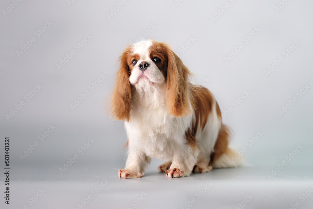 Cute cavalier King Charles spaniel on a gray background