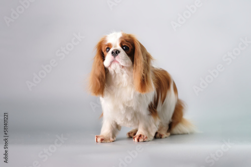 Canvas Print Cute cavalier King Charles spaniel on a gray background