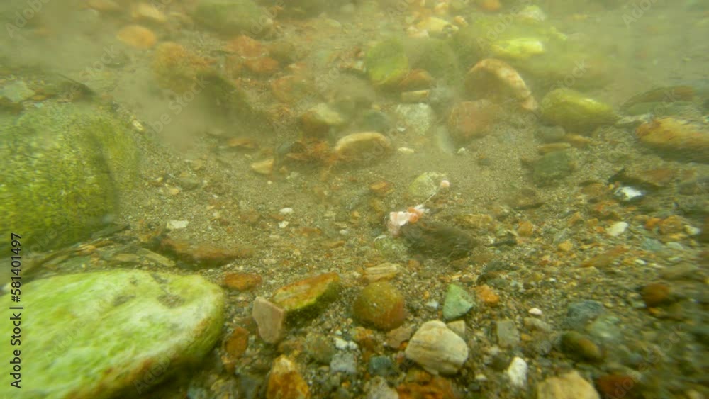 Salmon roe next to rocks at the bottom of a river. underwater photography. Alaskan Salmon Migration: A Journey Full of Challenges and Wonders. USA., 2017 Salmon roe next to rocks at the bottom of a river. underwater photography. Alaskan Salmon Migration: A Journey Full of Challenges and Wonders. USA., 2017