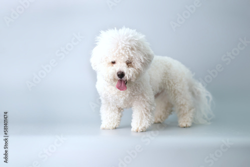 A bichon frise puppy with a lot of wool before a haircut on a gray background