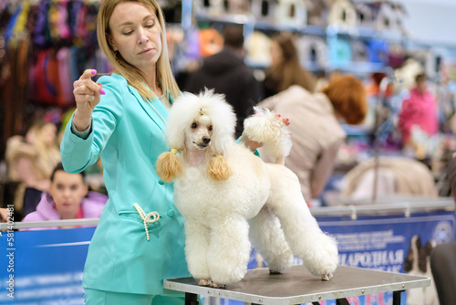 Handler puts a young light apricot poodle in the rack for a dog show on the grooming table