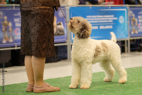 Lagotto Romagnolo's dog in the dog show stand photo