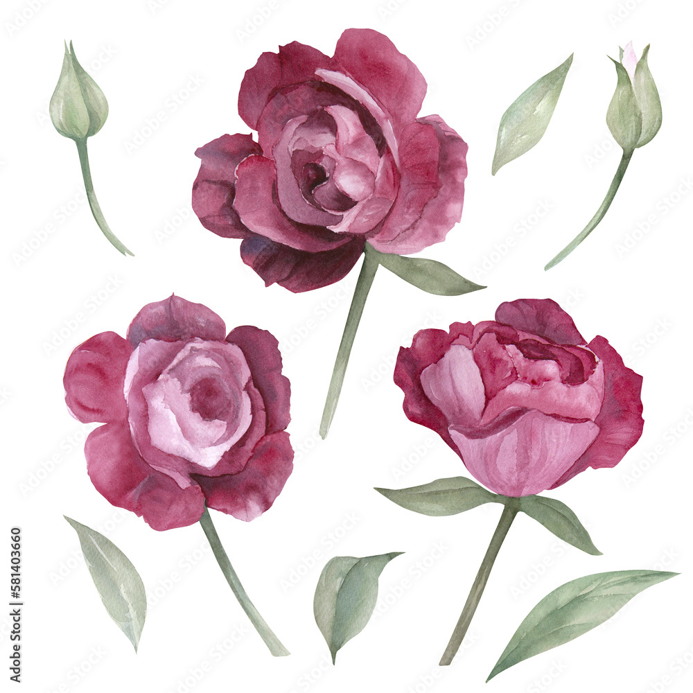Watercolor illustration of magenta peony roses flower set isolated