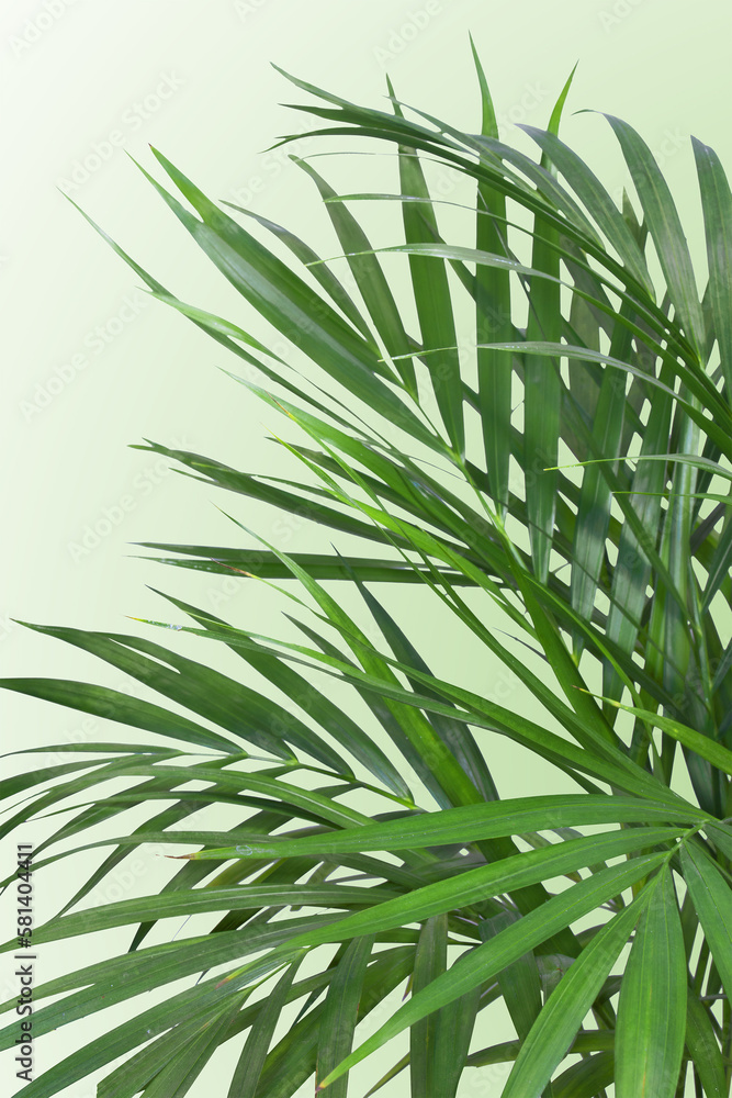 Obraz premium Close-up of Chrysalidocarpus palm leaves