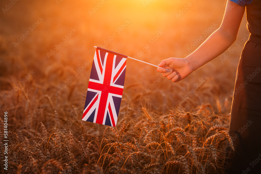 Small british flag in female hand at sunset in wheat field. - obrazy, fototapety, plakaty 