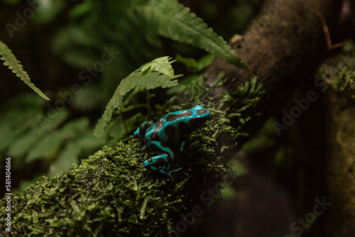 small poisonous tree frog hiding in the rainforest. 