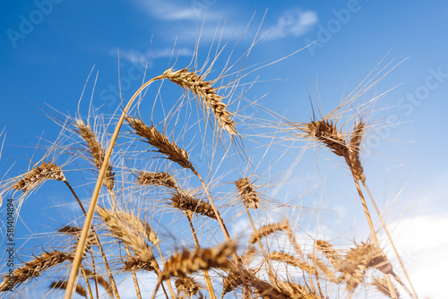 Fototapeta Naklejka Na Ścianę i Meble -  An ear of ripe wheat on blue sky background.