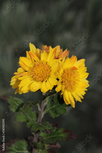 alpine aster yellow flower macro photo