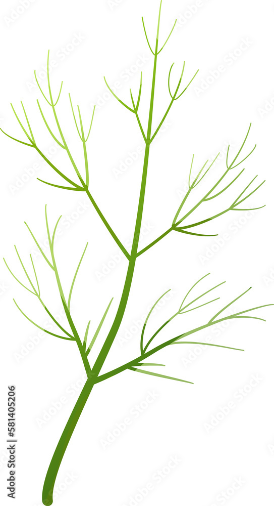 Dill leaf isolated. Fennel leaf for Salad. Natural ingredient. Culinary herb. Flat style. Object for design for banner, print, template. Cartoon PNG illustration Dill leaf isolated. Fennel leaf for Salad. Natural ingredient. Culinary herb. Flat style. Object for design for banner, print, template. Cartoon PNG illustration