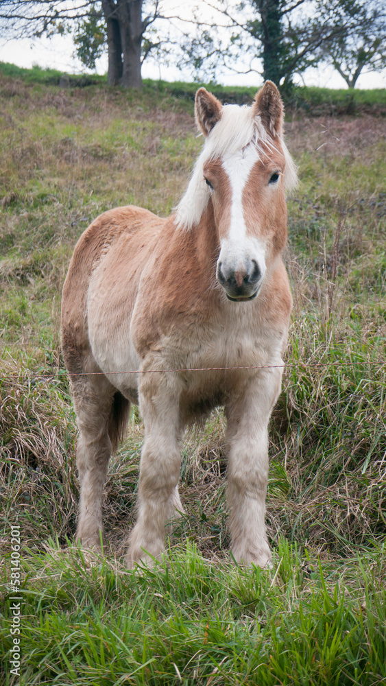 Obraz premium Caballo marrón en ladera de monte de Asturias