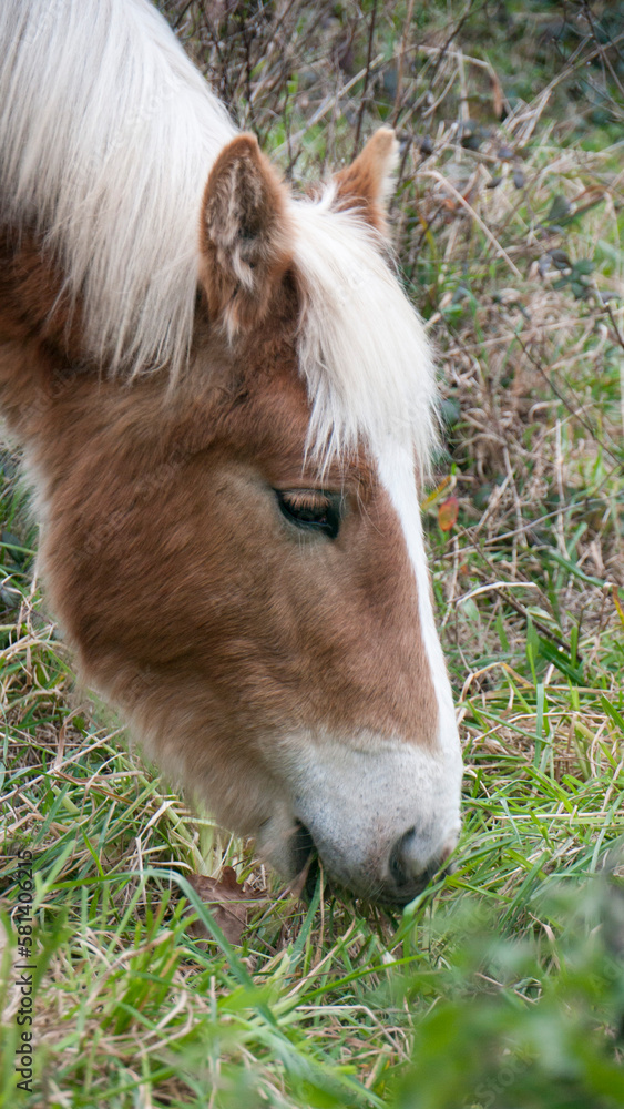 Caballo marrón pastando en ladera de monte de Asturias