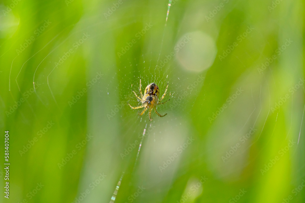 small spider on web in green grass small spider on web in green grass