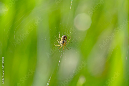 small spider on web in green grass