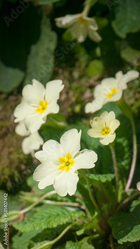 Arbusto silvestres de flores blancas y amarillas