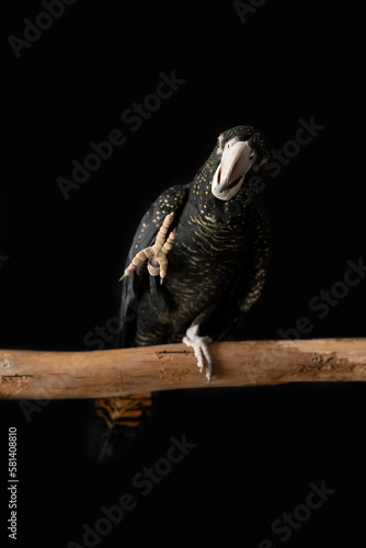 A female Australian red tailed black cockatoo (Calyptorhynchus banksii) with a black background waving its foot photo