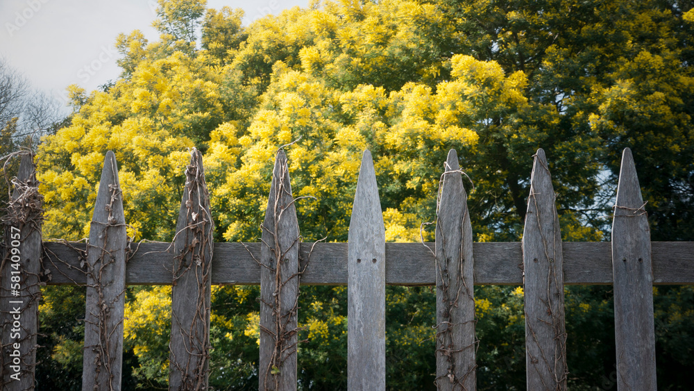 Arbol mimosa de flores amarillas tras valla de madera en zona rural Arbol mimosa de flores amarillas tras valla de madera en zona rural