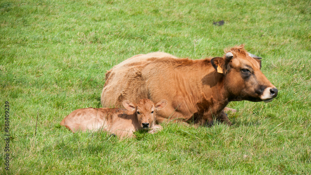 Vaca marrón  y cría tumbadas en pradera de hierba