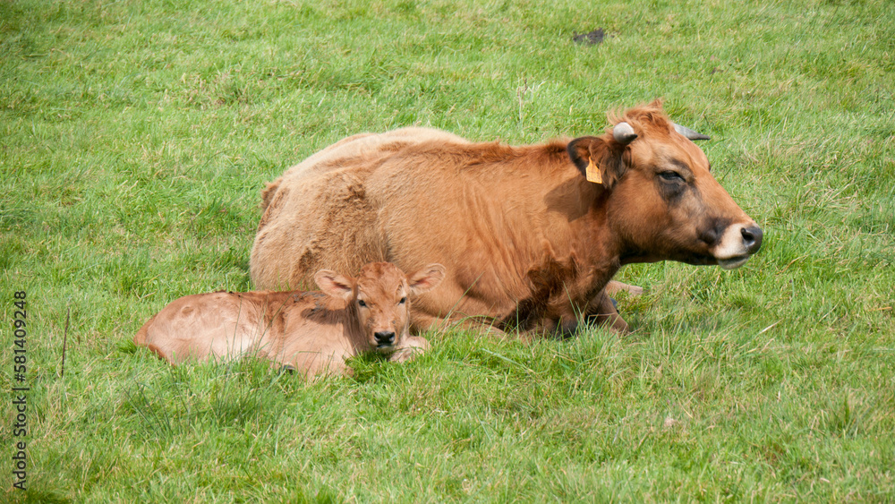 Vaca marrón y cría tumbadas en pradera de hierba Vaca marrón y cría tumbadas en pradera de hierba