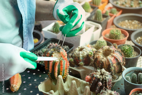 A man holding knife and forceps for treating cactus rot,Gymnocalycium mihanovichii variegata cactus, gardener is taking care of cactus plant,concept cactus planting, revive a dying cactus photo