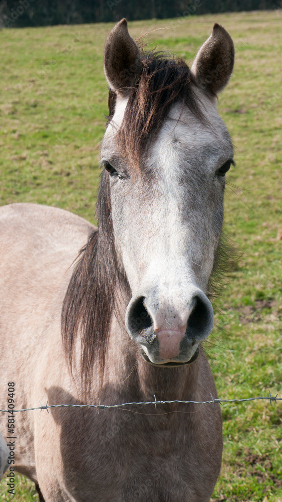 Fototapeta premium Retrato de caballo gris fino tras valla de alambre en pradera