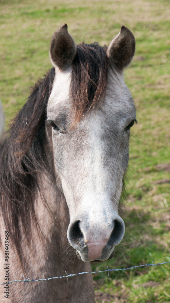 Retrato de caballo gris fino tras valla de alambre en pradera Retrato de caballo gris fino tras valla de alambre en pradera