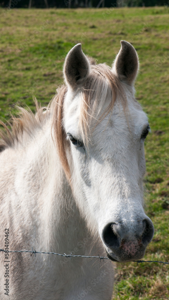 Retrato de caballo blanco delgado y joven