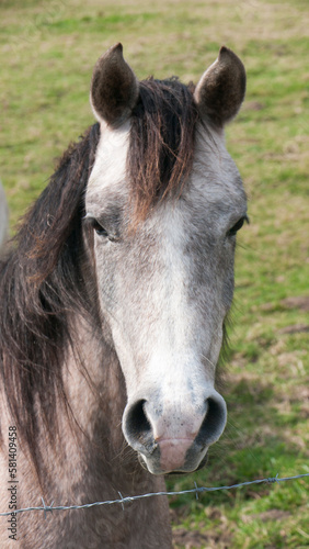 Retrato de caballo gris fino tras valla de alambre en pradera