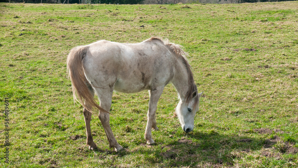 Caballo blanco pastando en pradera de hierba Caballo blanco pastando en pradera de hierba