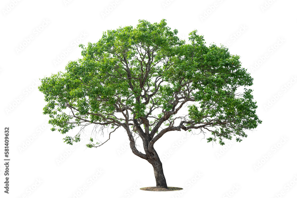 Obraz premium Isolated green tree on white background, Trees isolated on white background, tropical trees isolated used for design, advertising and architecture.