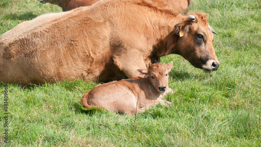 Fototapeta premium Vaca marrón y cría tumbadas en pradera de hierba