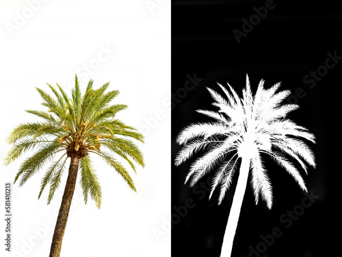 A palm tree isolated on white background with clipping mask and path