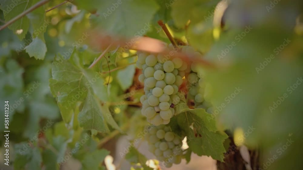 White grapes sorrounded by vines medium shot White grapes sorrounded by vines medium shot