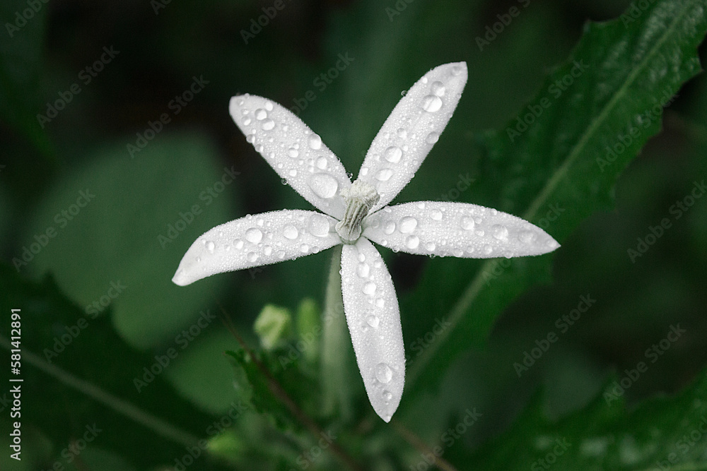 Closeup of white flower with morning dew drops in garden Closeup of white flower with morning dew drops in garden