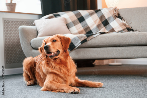 Lying down on the floor. Cute Golden retriever dog is indoors in the domestic room