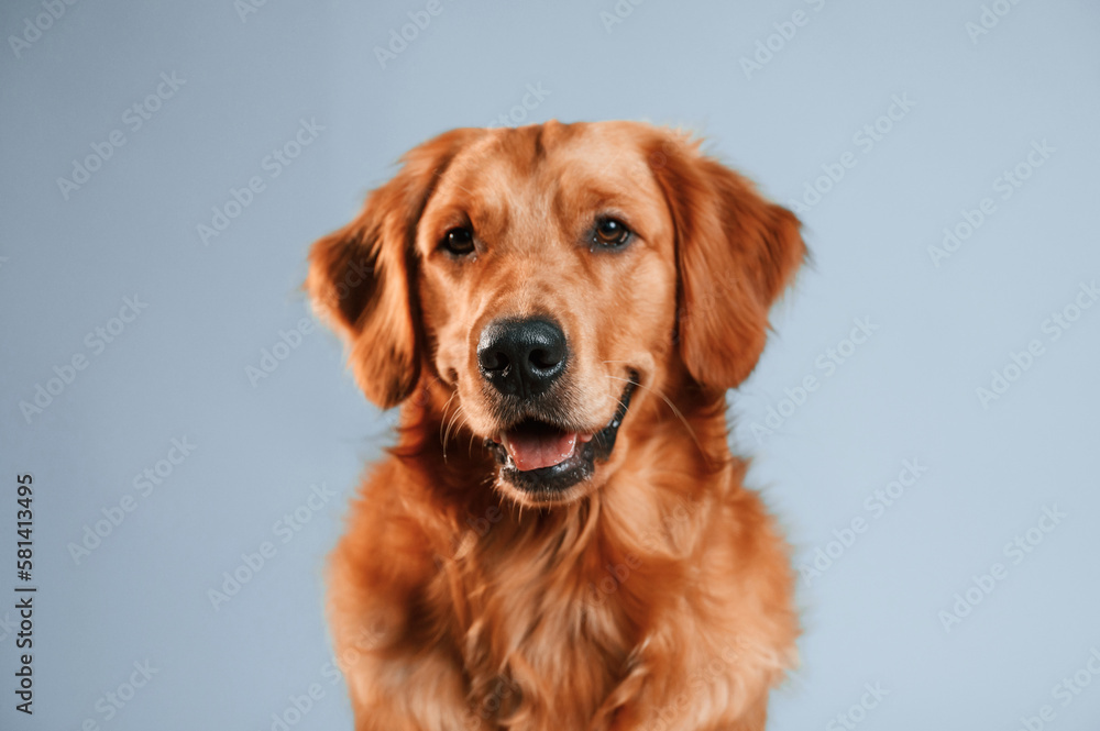 Front view. Cute golden retriever dog is sitting indoors against white and blue colored background in the studio Front view. Cute golden retriever dog is sitting indoors against white and blue colored background in the studio