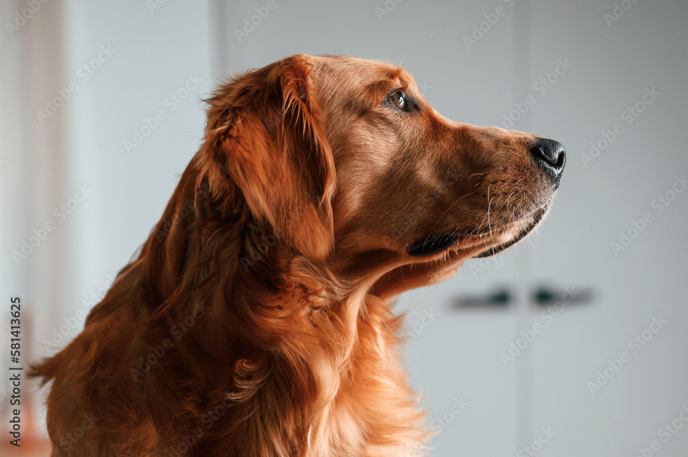 Side close up portrait. Cute Golden retriever dog is indoors in the domestic room