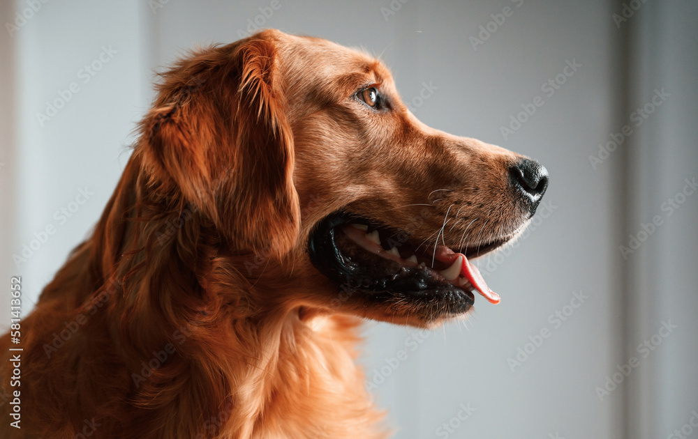 Side close up portrait. Cute Golden retriever dog is indoors in the domestic room