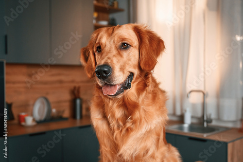 On the kitchen. Cute Golden retriever dog is indoors